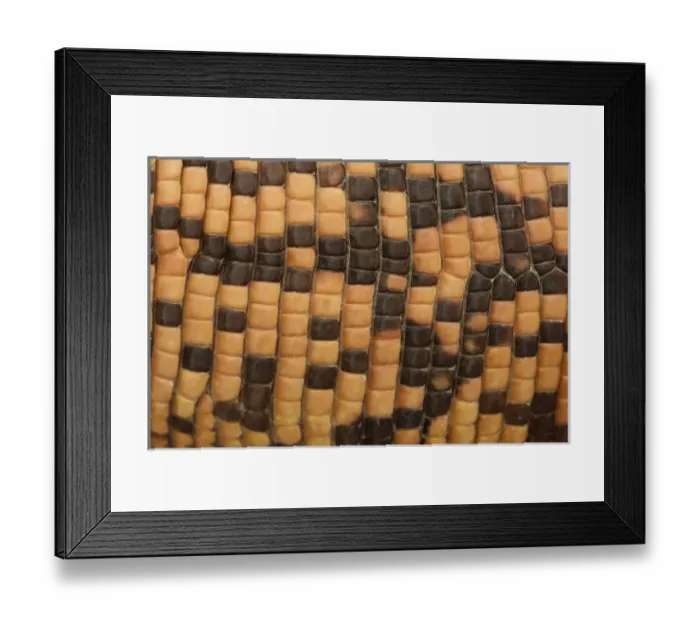 Framed Print : Nature, Fauna