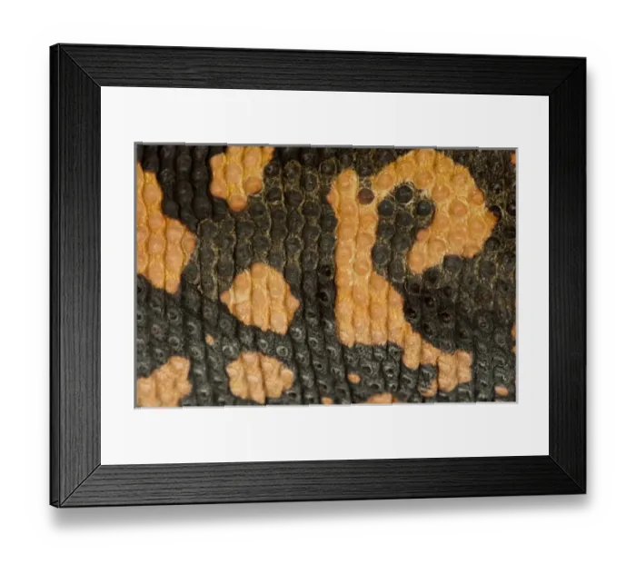 Framed Print : Nature, Fauna Framed Print : Nature, Fauna
