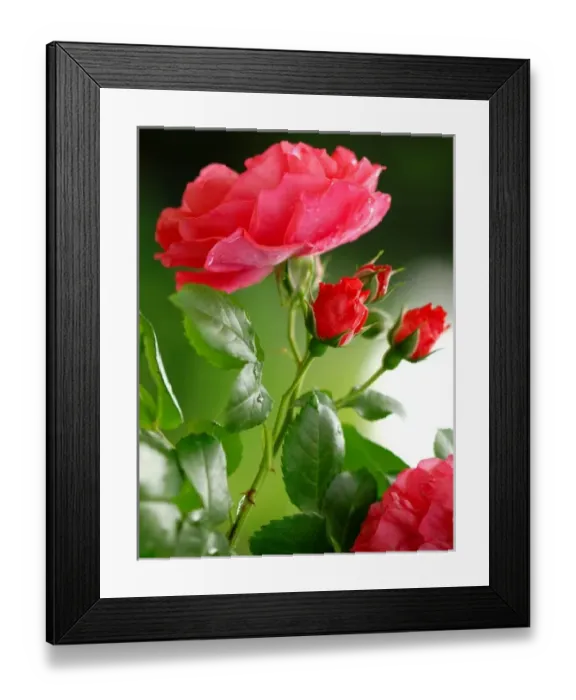 Framed Print : Red rose