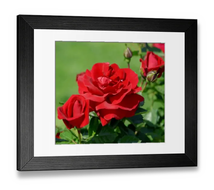Framed Print : Red rose Framed Print : Red rose