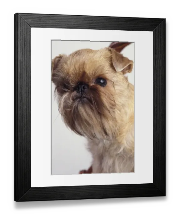 Framed Print : Nature, Fauna Framed Print : Nature, Fauna