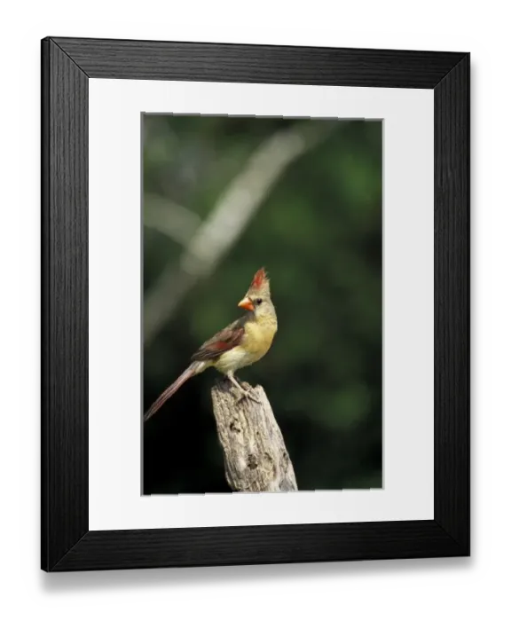 Framed Print : USA, Texas, South Texas. Northern Cardinal (female) Framed Print : USA, Texas, South Texas. Northern Cardinal (female)