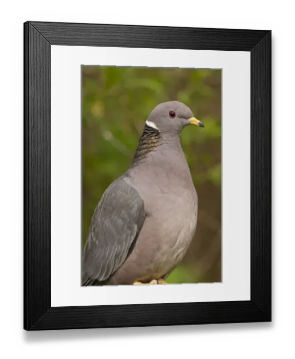 Framed Print : Nature, Fauna Framed Print : Nature, Fauna