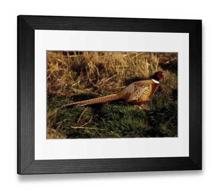 Framed Print : Ring-necked Pheasant Framed Print : Ring-necked Pheasant