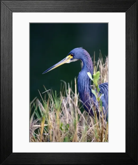 Framed Print : USA, Florida. Tri Color Heron (Egretta tricolor)
