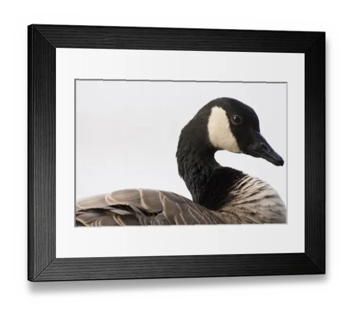 Framed Print : A Canada Goose (Branta canadensis) Framed Print : A Canada Goose (Branta canadensis)