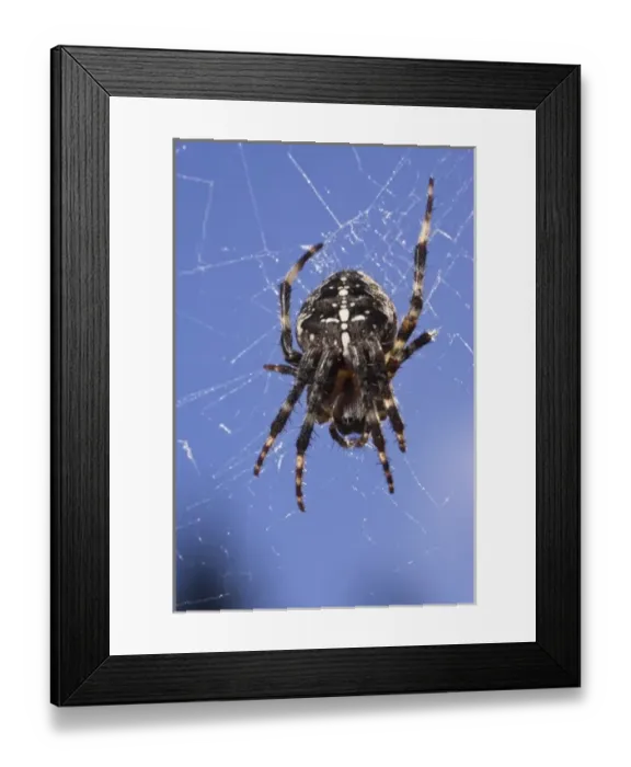 Framed Print : A Cross Spider (Araneus diadematus) Framed Print : A Cross Spider (Araneus diadematus)