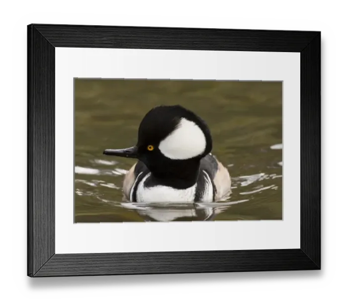 Framed Print : A drake Hooded Merganser (Lophodytes cucullatus) Framed Print : A drake Hooded Merganser (Lophodytes cucullatus)