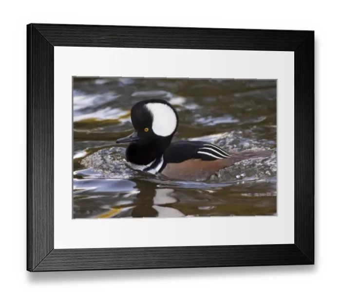 Framed Print : A drake Hooded Merganser (Lophodytes cucullatus)