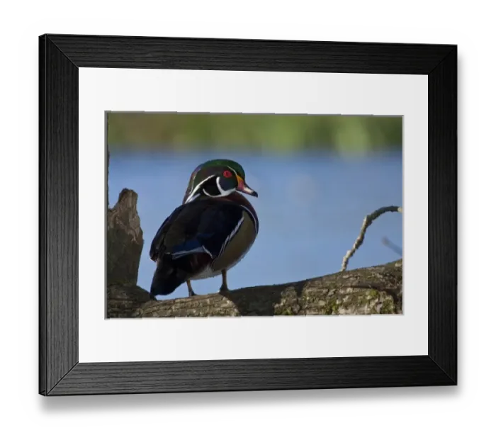 Framed Print : A drake Wood Duck (Aix sponsa) Framed Print : A drake Wood Duck (Aix sponsa)