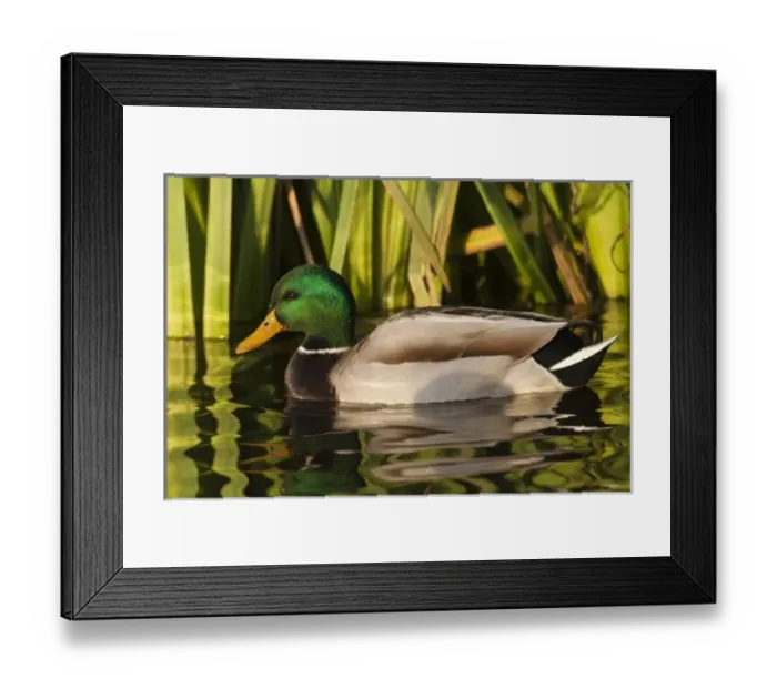 Framed Print : Nature, Fauna Framed Print : Nature, Fauna