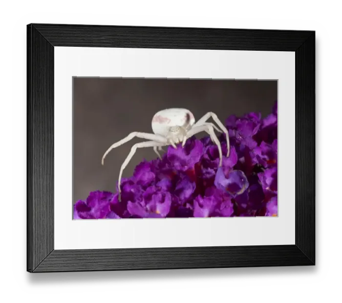 Framed Print : A Goldenrod Spider (Misumena vatia)