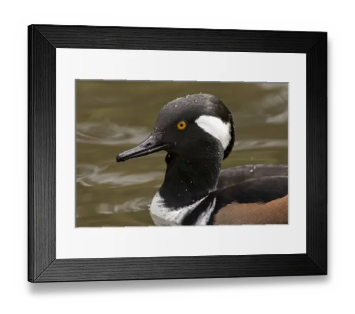 Framed Print : A Hooded Merganser drake (Lophodytes cucullatus) Framed Print : A Hooded Merganser drake (Lophodytes cucullatus)