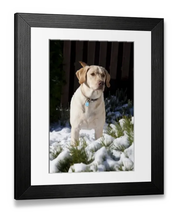 Framed Print : Nature, Fauna Framed Print : Nature, Fauna