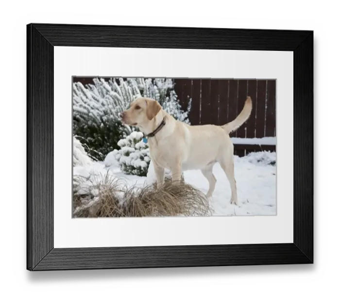 Framed Print : Nature, Fauna Framed Print : Nature, Fauna