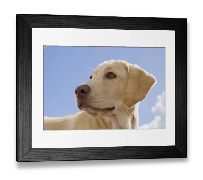 Framed Print : Nature, Fauna Framed Print : Nature, Fauna