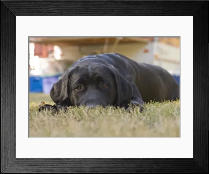 Framed Print : Nature, Fauna Framed Print : Nature, Fauna