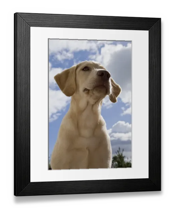 Framed Print : A Labrador Retriever puppy Framed Print : A Labrador Retriever puppy