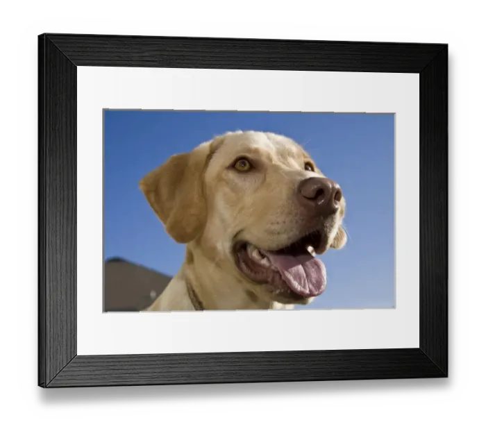 Framed Print : A Labrador Retriever Framed Print : A Labrador Retriever