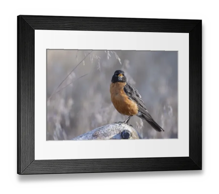 Framed Print : A male American Robin (Turdus migratorius) Framed Print : A male American Robin (Turdus migratorius)