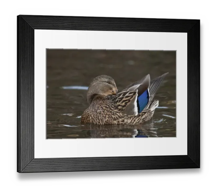 Framed Print : A Mallard hen (Anas plathyrhynchos) preening Framed Print : A Mallard hen (Anas plathyrhynchos) preening