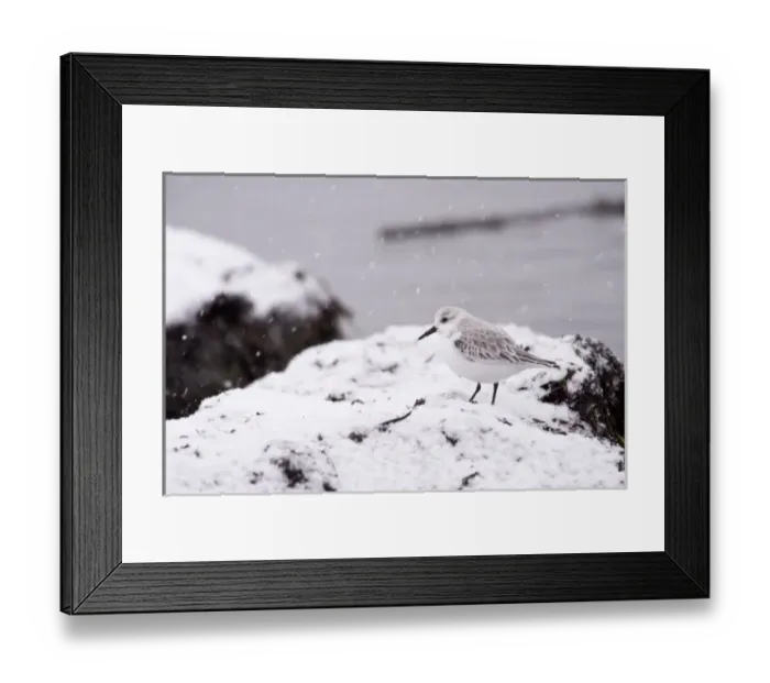 Framed Print : A Sanderling (Calidris alba) in the snow Framed Print : A Sanderling (Calidris alba) in the snow