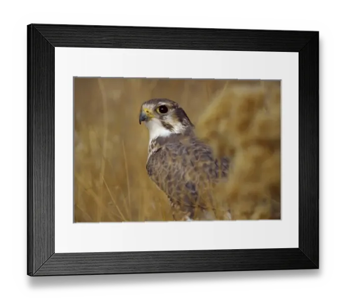 Framed Print : A Prairie Falcon (Falco mexicanus) (captive) Framed Print : A Prairie Falcon (Falco mexicanus) (captive)