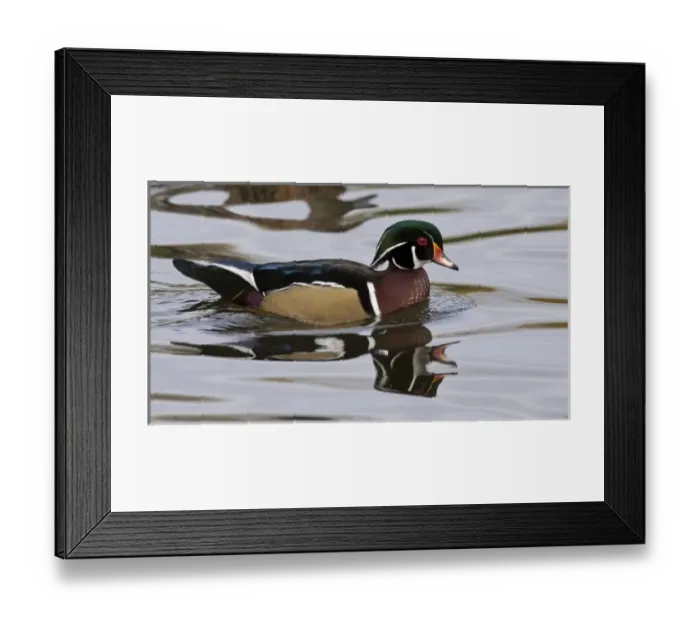 Framed Print : A Wood Duck drake (Aix sponsa)