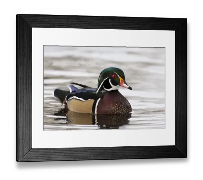 Framed Print : Nature, Fauna
