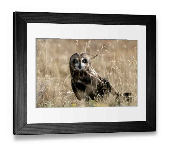 Framed Print : Nature, Fauna Framed Print : Nature, Fauna