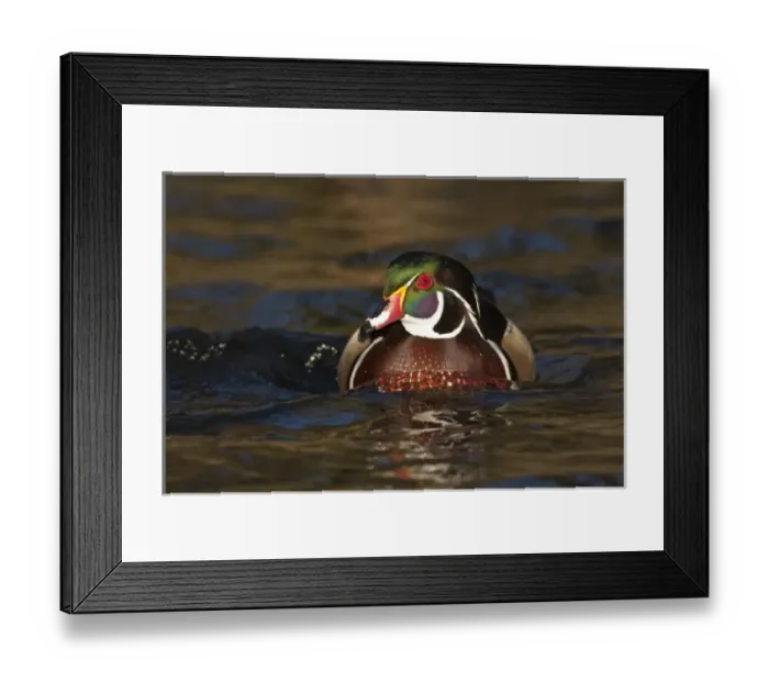 Framed Print : A Wood Duck drake (Aix sponsa) Framed Print : A Wood Duck drake (Aix sponsa)