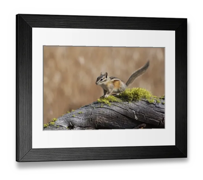 Framed Print : Nature, Fauna Framed Print : Nature, Fauna