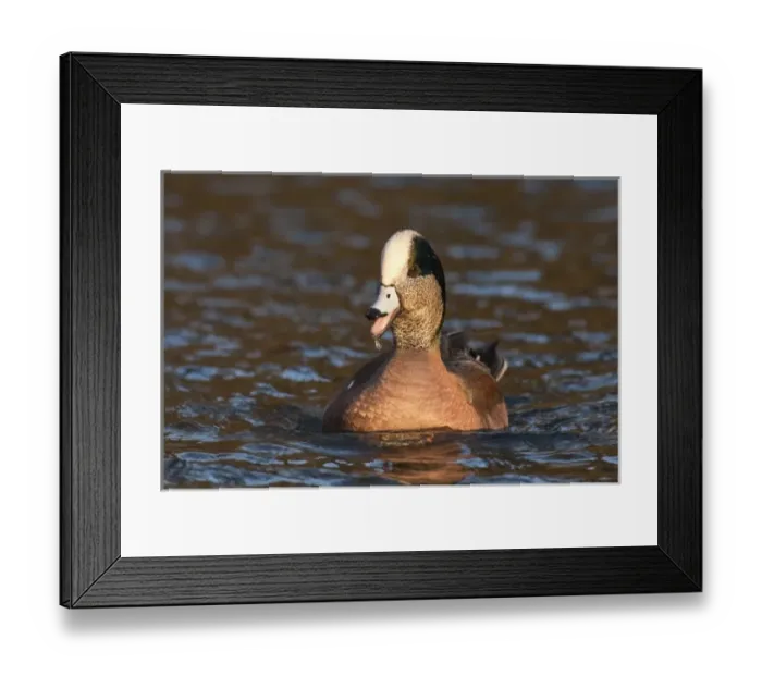 Framed Print : Nature, Fauna