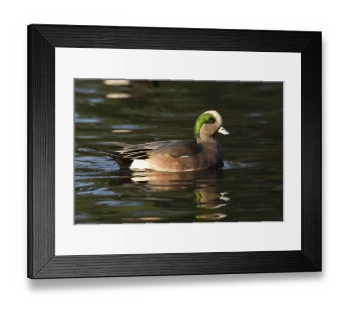 Framed Print : Nature, Fauna