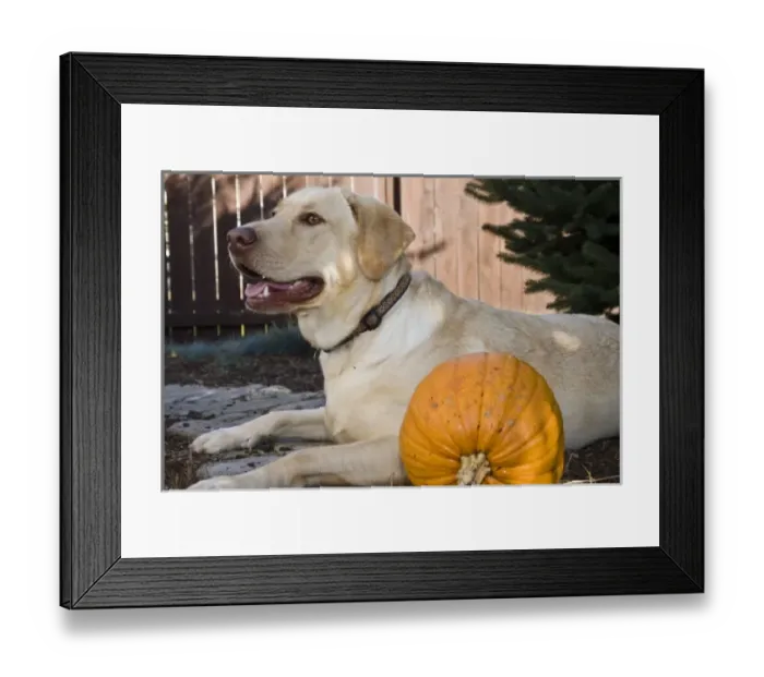 Framed Print : Nature, Fauna Framed Print : Nature, Fauna