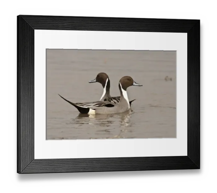 Framed Print : Nature, Fauna Framed Print : Nature, Fauna