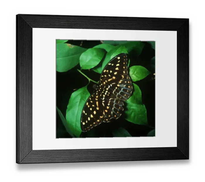 Framed Print : Lexias dirtea (f) (Captive) Framed Print : Lexias dirtea (f) (Captive)