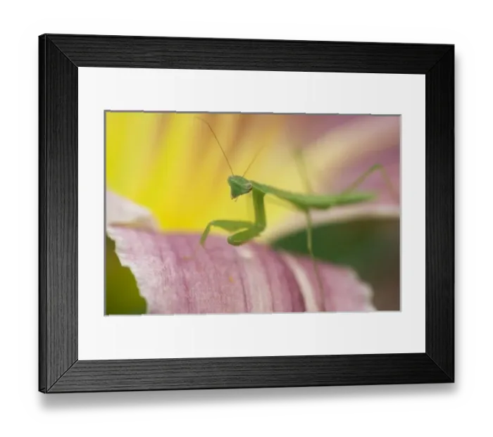 Framed Print : Nature, Fauna Framed Print : Nature, Fauna