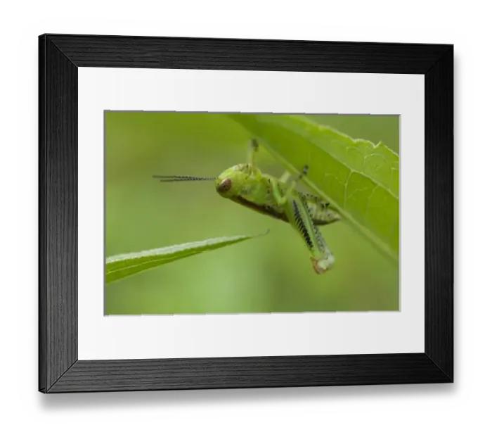 Framed Print : Nature, Fauna Framed Print : Nature, Fauna