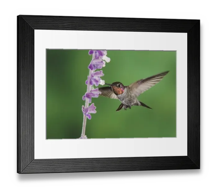Framed Print : Annas Hummingbird, Calypte anna, male in flight feeding on Mexican Bush Sage(Salvia leucantha) Framed Print : Annas Hummingbird, Calypte anna, male in flight feeding on Mexican Bush Sage(Salvia leucantha)
