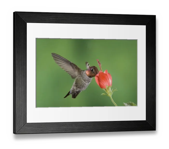 Framed Print : Annas Hummingbird, Calypte anna, male in flight feeding on Turks Cap (Malvaviscus Framed Print : Annas Hummingbird, Calypte anna, male in flight feeding on Turks Cap (Malvaviscus