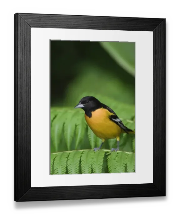 Framed Print : Baltimore Oriole, Icterus galbula, male perched on Tree fern, Central Valley, Costa Rica Framed Print : Baltimore Oriole, Icterus galbula, male perched on Tree fern, Central Valley, Costa Rica