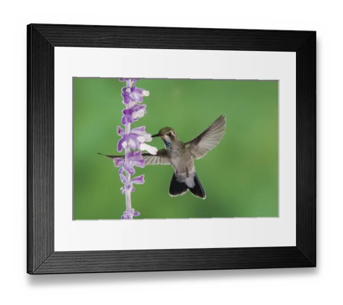 Framed Print : Broad-billed Hummingbird, Cynanthus latirostris, immature male in flight feeding Framed Print : Broad-billed Hummingbird, Cynanthus latirostris, immature male in flight feeding