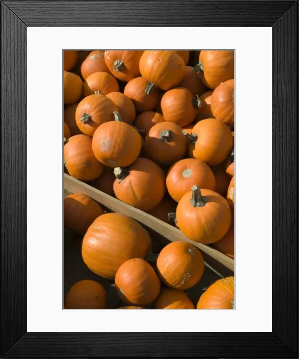 Framed Print : USA, Ohio, Kidron: Autumn Pumpkins