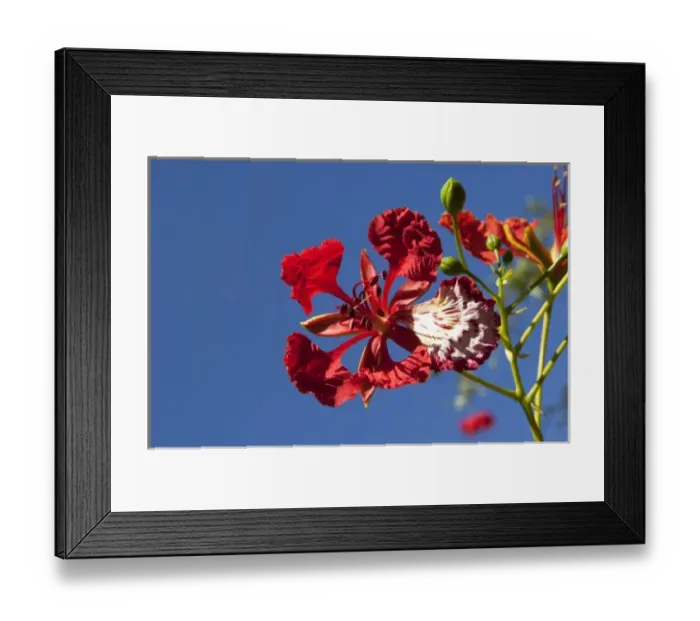 Framed Print : Fiji, Viti Levu Island. Flower Framed Print : Fiji, Viti Levu Island. Flower