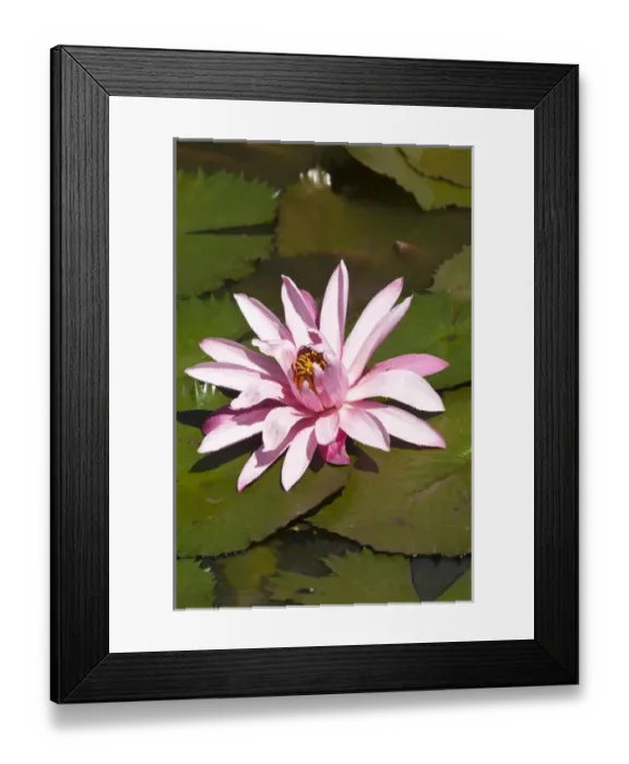 Framed Print : Fiji, Viti Levu Island. Water lily flower Framed Print : Fiji, Viti Levu Island. Water lily flower
