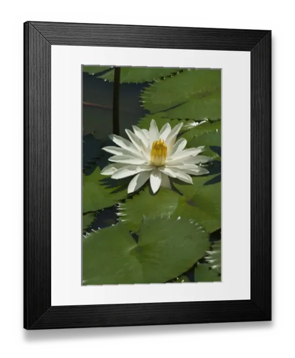 Framed Print : Oceania, Fiji