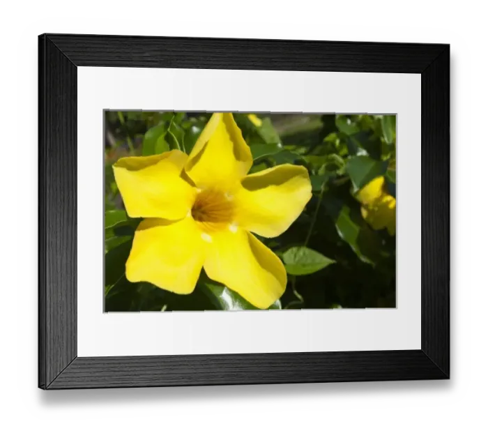 Framed Print : Oceania, Fiji Framed Print : Oceania, Fiji