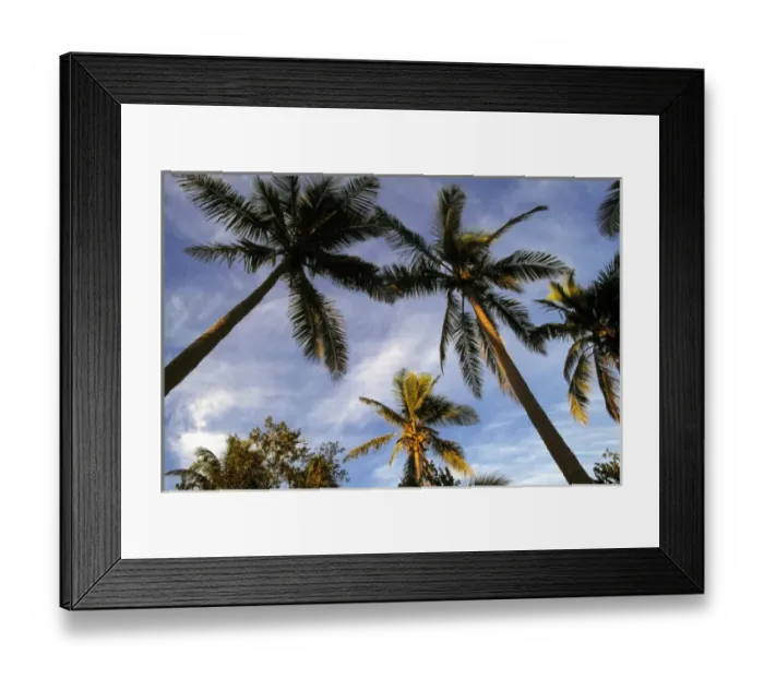 Framed Print : Fiji Islands, Tavarua. Stately coconut palms are washed by the red glow of sunset on Tavarua Framed Print : Fiji Islands, Tavarua. Stately coconut palms are washed by the red glow of sunset on Tavarua