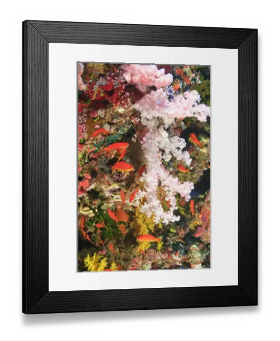 Framed Print : schooling Fairy Basslets (Pseudanthias squamipinnis) near Soft Corals (Dendronepthya sp Framed Print : schooling Fairy Basslets (Pseudanthias squamipinnis) near Soft Corals (Dendronepthya sp